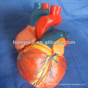 Modèle de coeur Jumbo de style nouveau ISO, modèle de coeur anatomique